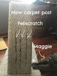cat maggie and scratching post