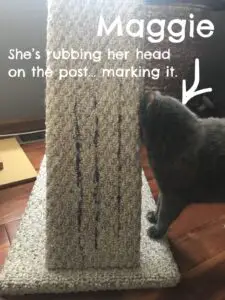 my cat maggie rubbing head on scratching post