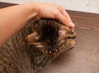5 AILMENTS HAIR LOSS IN CATS CAN BE A SYMPTOM OF | The Catnip Times