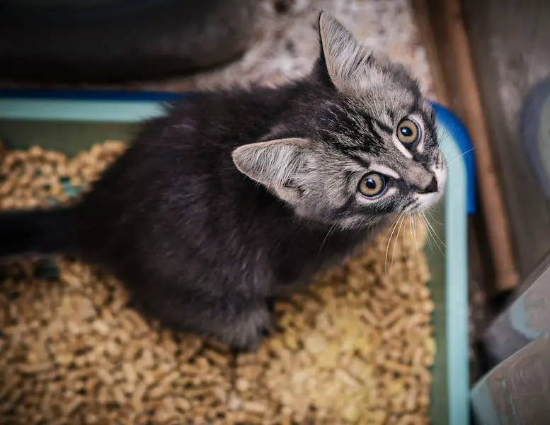 Beautiful cat sitting on a toilet tray