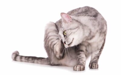 5 AILMENTS HAIR LOSS IN CATS CAN BE A SYMPTOM OF