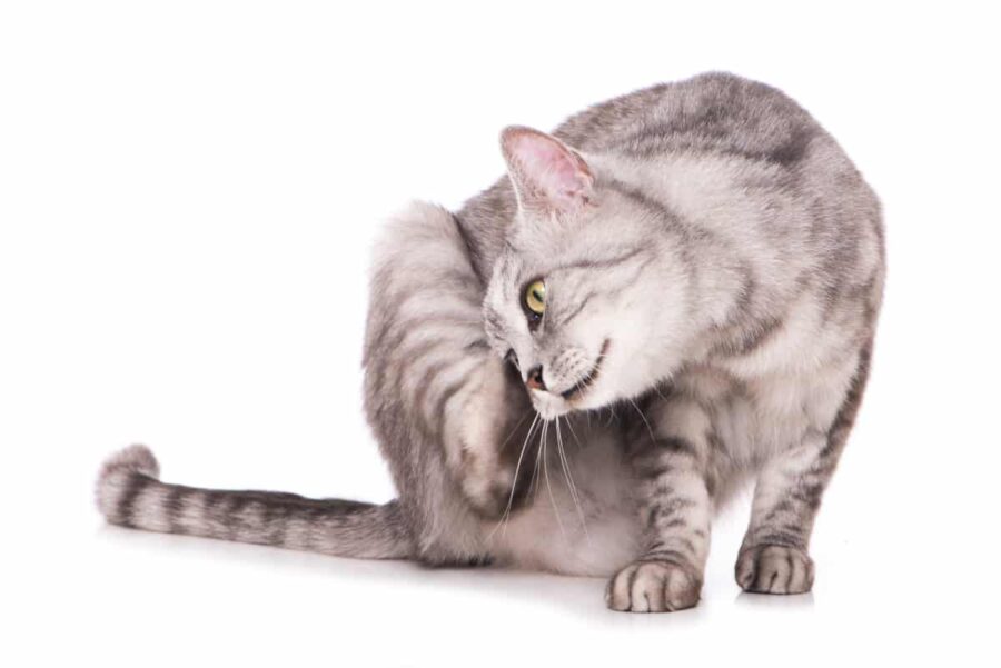 5 AILMENTS HAIR LOSS IN CATS CAN BE A SYMPTOM OF | The Catnip Times