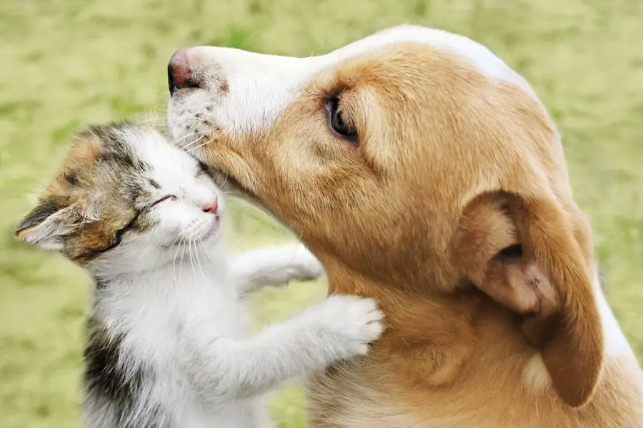 Kitten hugs a puppy