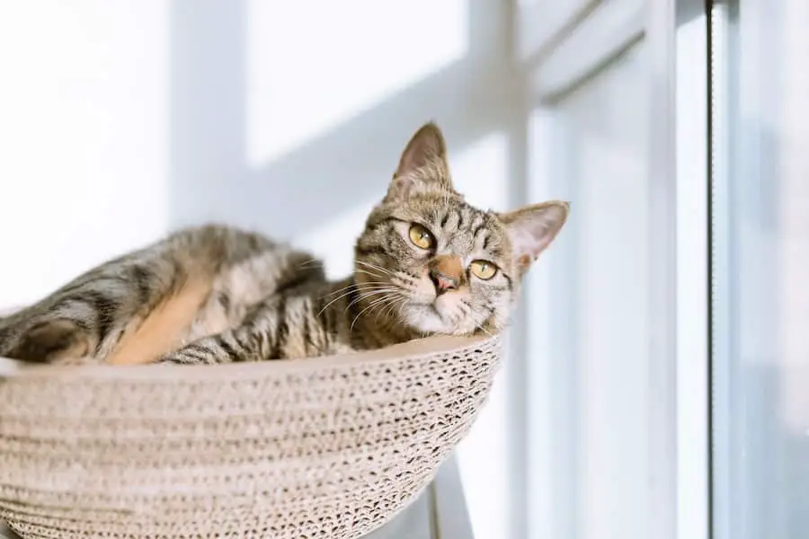 6 COMMON MISTAKES TO AVOID WHEN MOVING WITH CATS