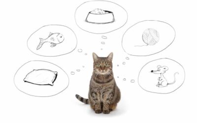 POLL: CAT TOPICS AND CAT INFORMATION
