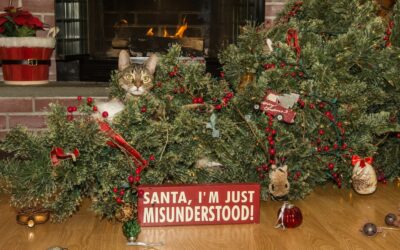 HOLIDAY DEALS FOR THE CAT