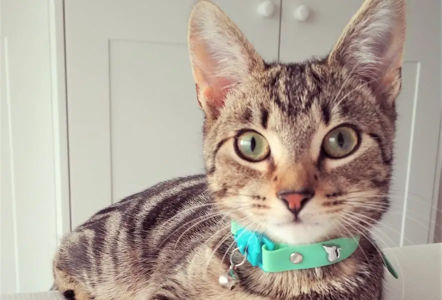 Pixie Meadow wearing Kittyrama Cat Collar