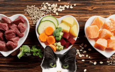 NOMNOMNOW FRESH CAT FOOD REVIEW