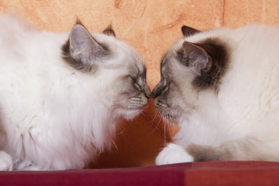 Birman Cats Face to Face - The Catnip Times