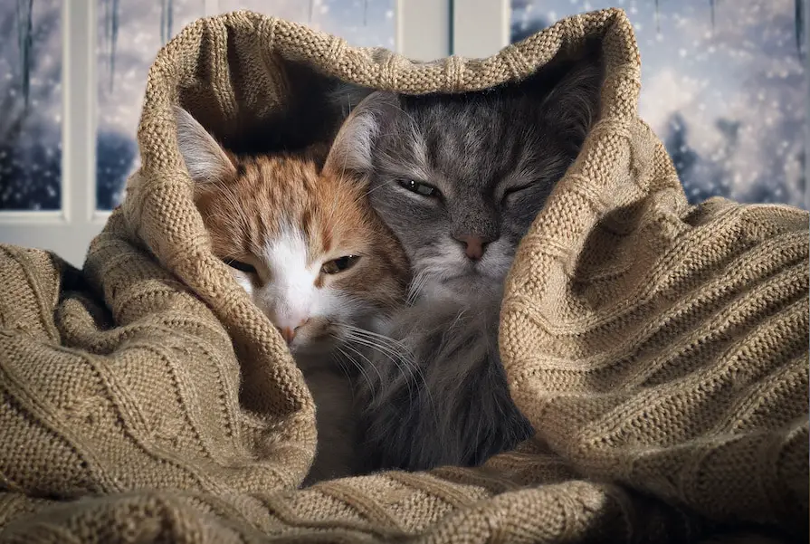 Two cats hide under the blanket. Outside, the winter snow. The concept of home comfort, security, warmth - The Catnip Times