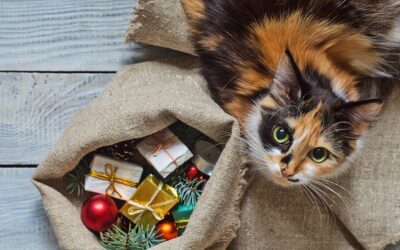 2018 ULTIMATE CAT GIFT GUIDE