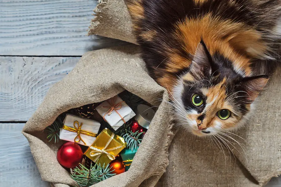 2018 ULTIMATE CAT GIFT GUIDE