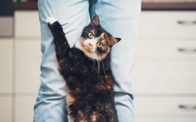 CHOOSING A PET-FRIENDLY ROOMMATE