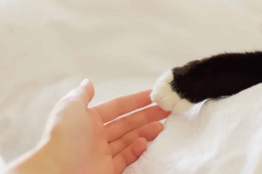 tuxedo cat paw touching human hand