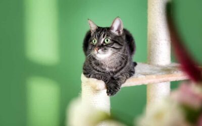 Choosing A Cat Tree By Your Cat’s Lifestage