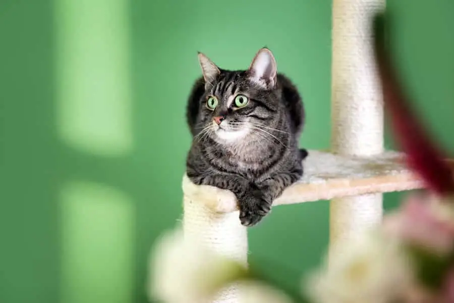 Cat sitting on cat tree