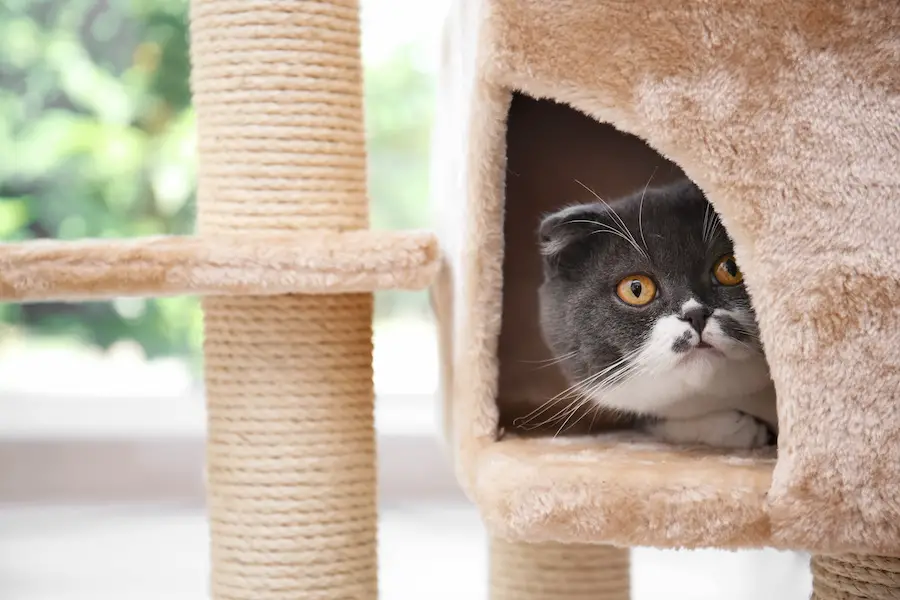 Cute scottish fold cat on cat tree at home