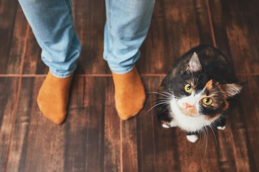 Rehoming Your Cat