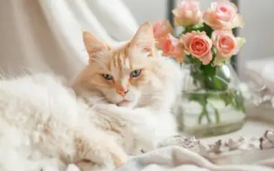 5 Flowers That Are Safe For Cats