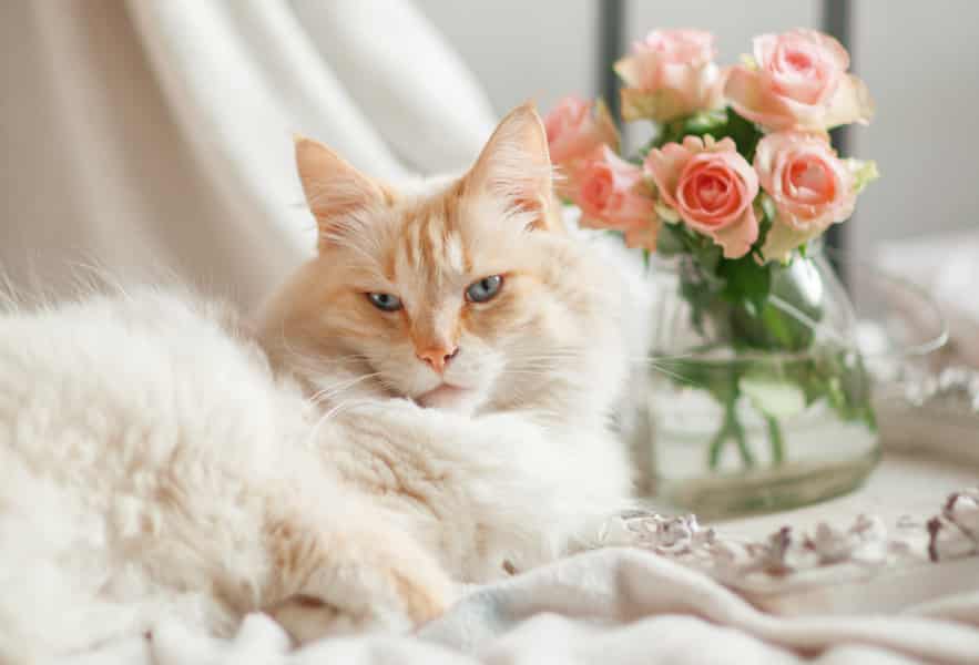 5 Flowers That Are Safe For Cats