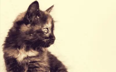 EDNA THE FIREHOUSE CAT TO BE EVICTED