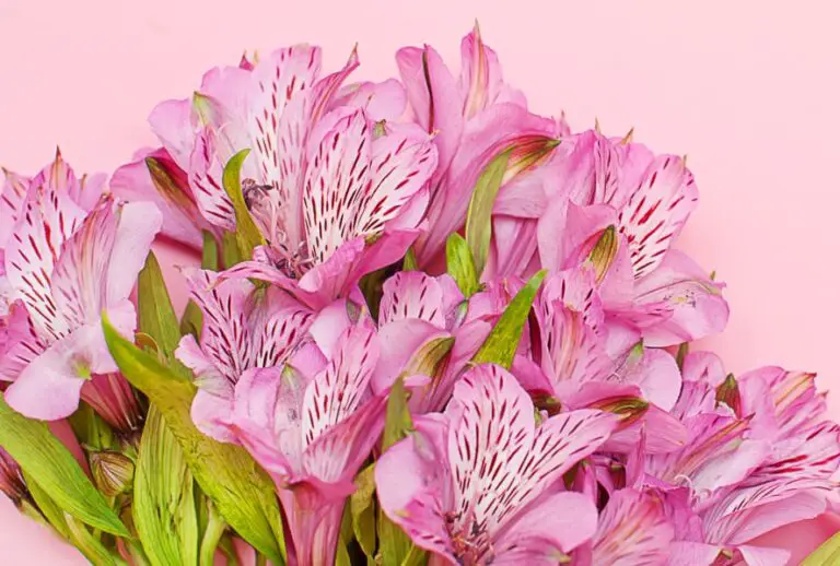 5 Flowers That Are Safe For Cats The Catnip Times