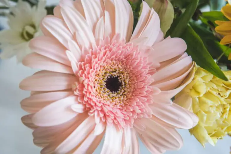 5 Flowers That Are Safe For Cats The Catnip Times