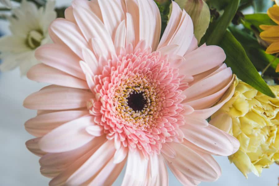 natural flowers of striking colors
