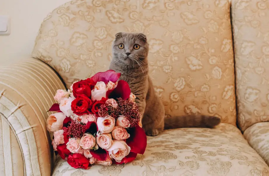 gray big cat on the couch sniffing a bouquet of flowers roses