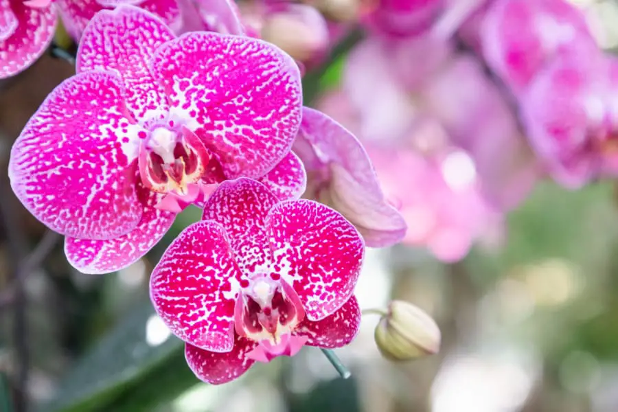 Orchid flower in orchid garden at winter or spring day for beaut