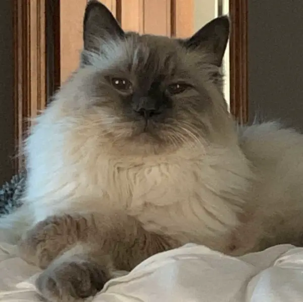Romeo cross-pawed