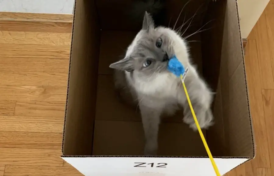 Review: RompiCatz Cat Teaser Toys