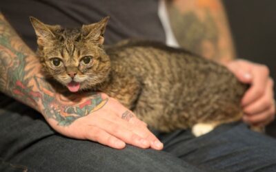 Lil BUB linked to Hemingway’s Cats