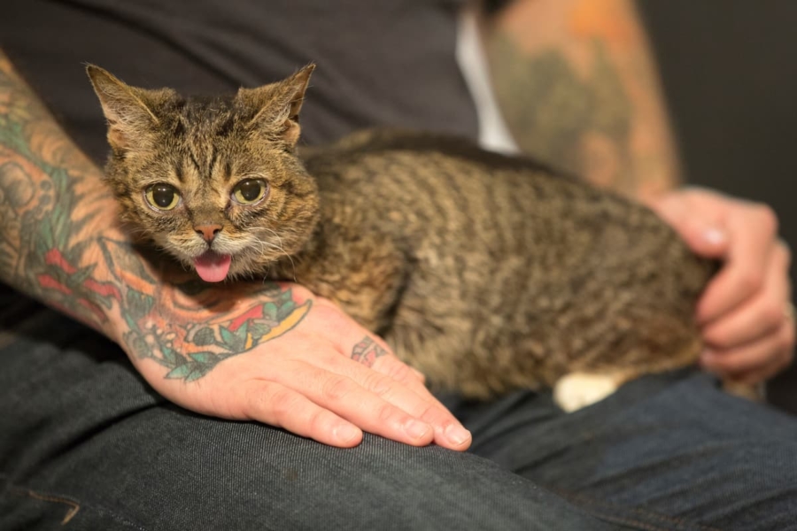 lil bub on dudes lap at meow meetup Chicago