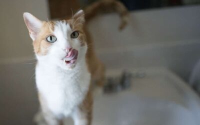 3 CATastrophic Poisoning Dangers for Cats