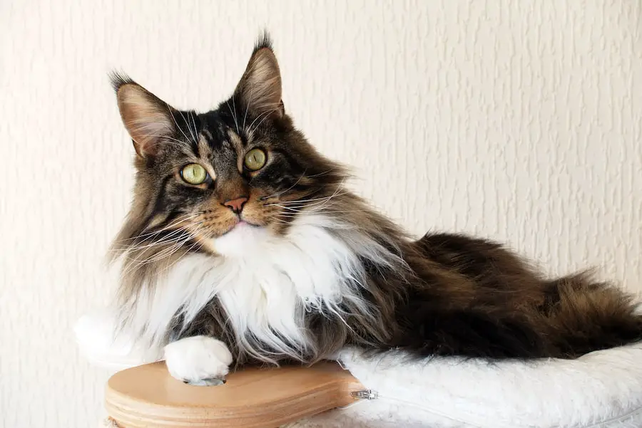 Brown tabby with white Maine Coon cat on top of cat tree
