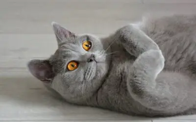5 of the Most Laidback Cat Breeds