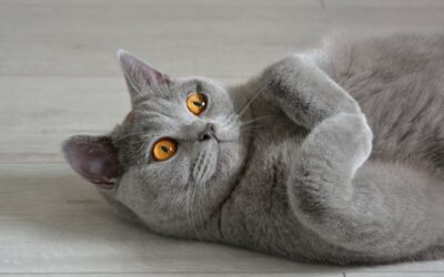 5 of the Most Laidback Cat Breeds