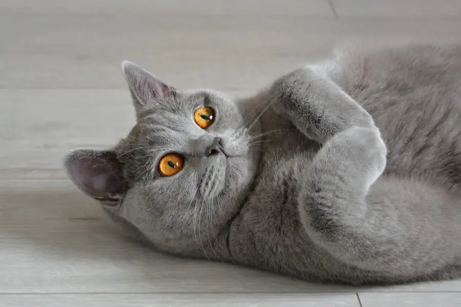 5 of the Most Laidback Cat Breeds