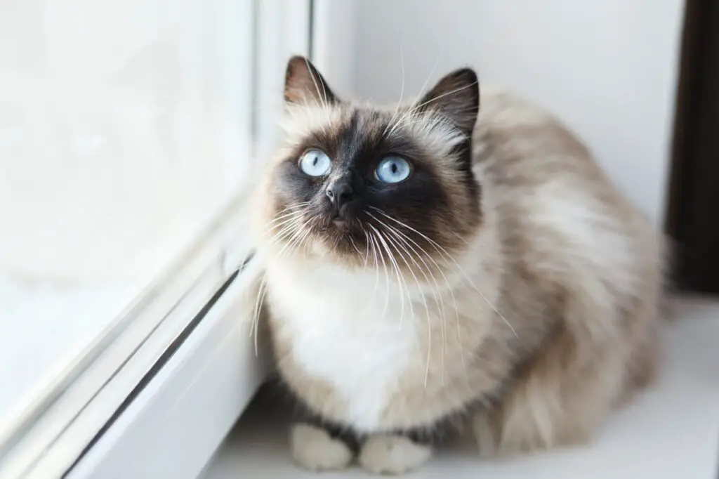 Birman cat with signature white paws