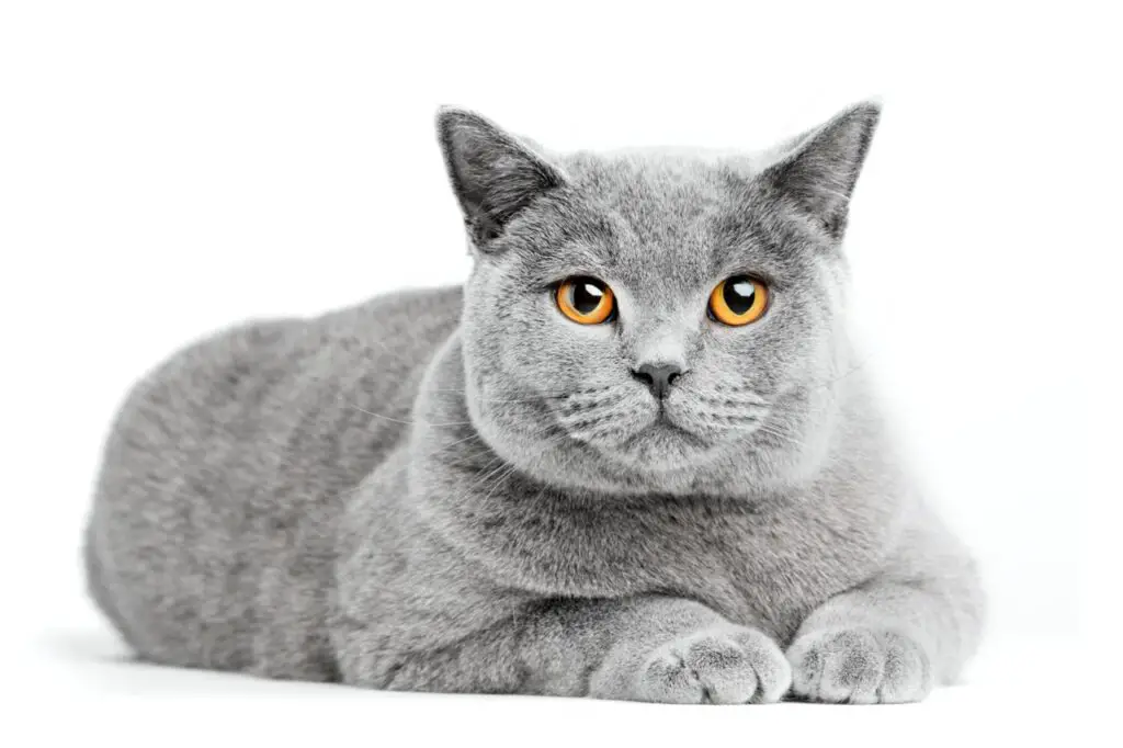 British Shorthair cat