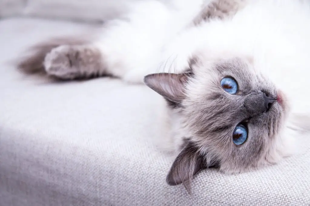 Ragdoll cat