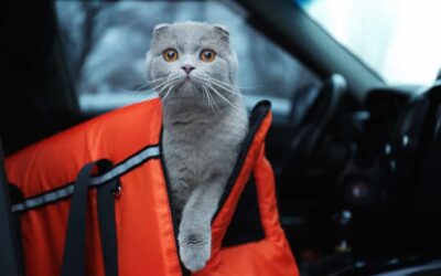 Traveling with Your Cat: Removing the Fear from the Dreaded Cat Carrier