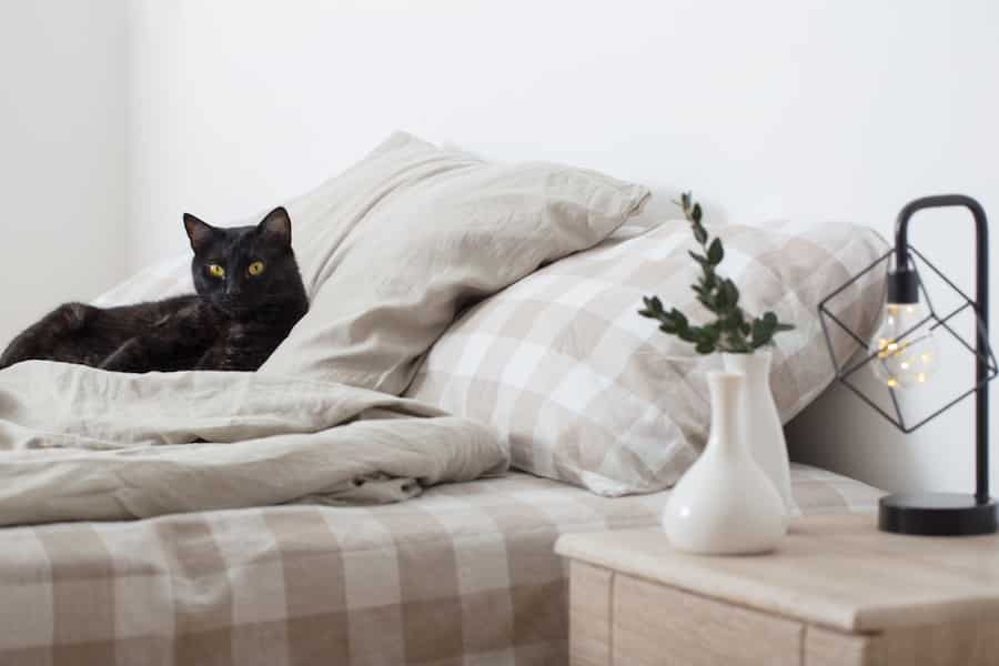 black cat lying on a bed