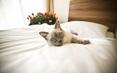 Why Your Cat Likes To Sleep With You