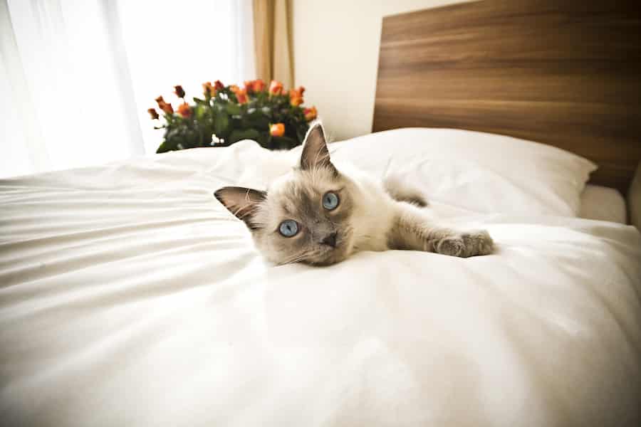 Why Your Cat Likes To Sleep With You