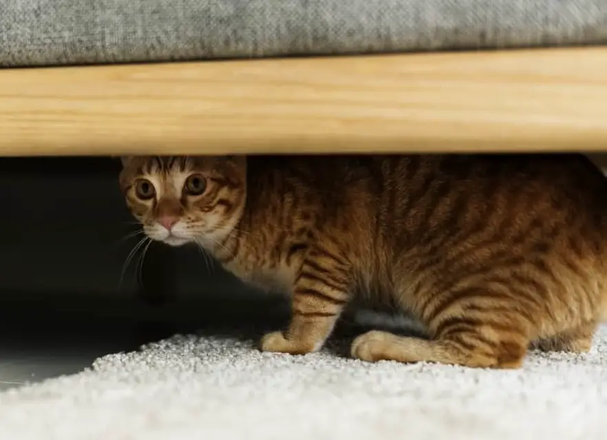 A cat hiding under a couch