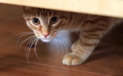 Giving Your Cat a Fear-Free Life