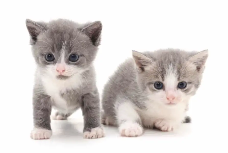 Little gray kittens