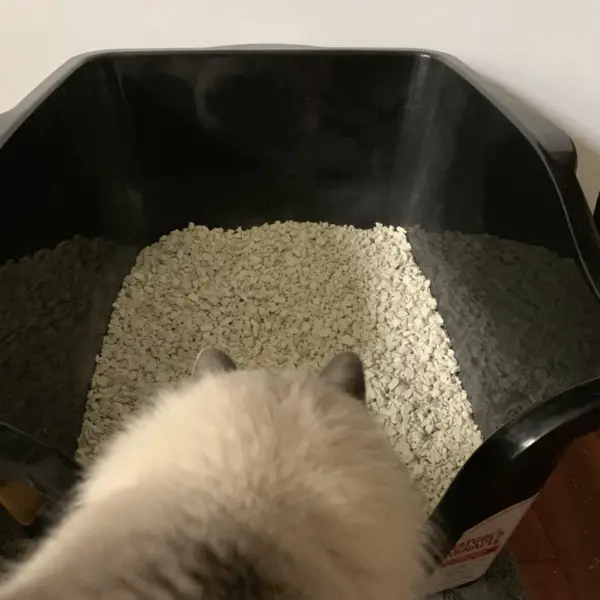 cat approaching litter box with Skoon